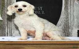 Havapoo dogs for sale: Daisy - Image 11