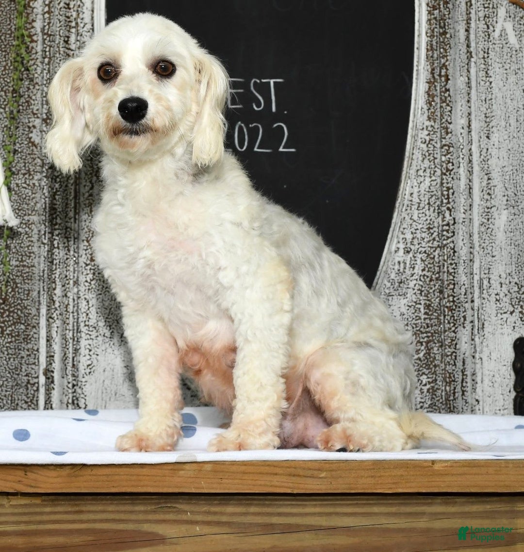 Havapoo dogs for sale: Daisy - Image 11