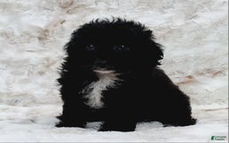 Cavapoo dogs for sale: Alberto - Image 1