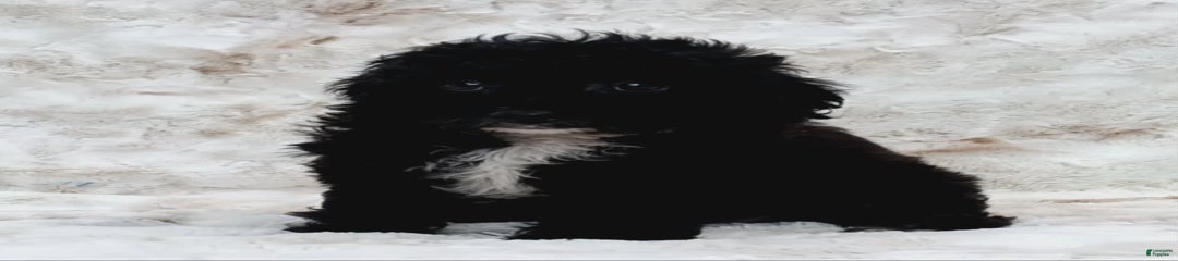 Alberto