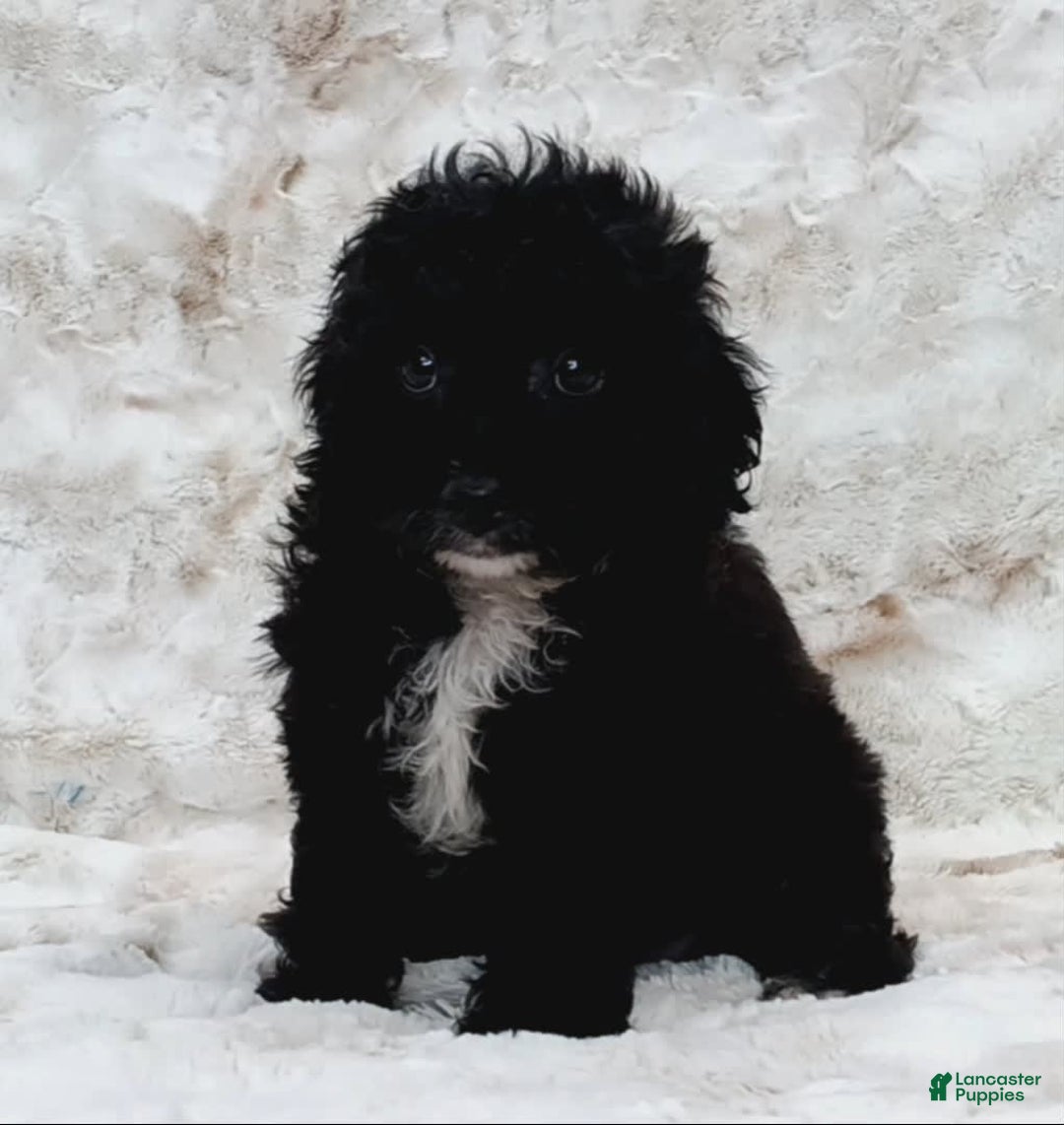 Cavapoo dogs for sale: Alberto - Image 1