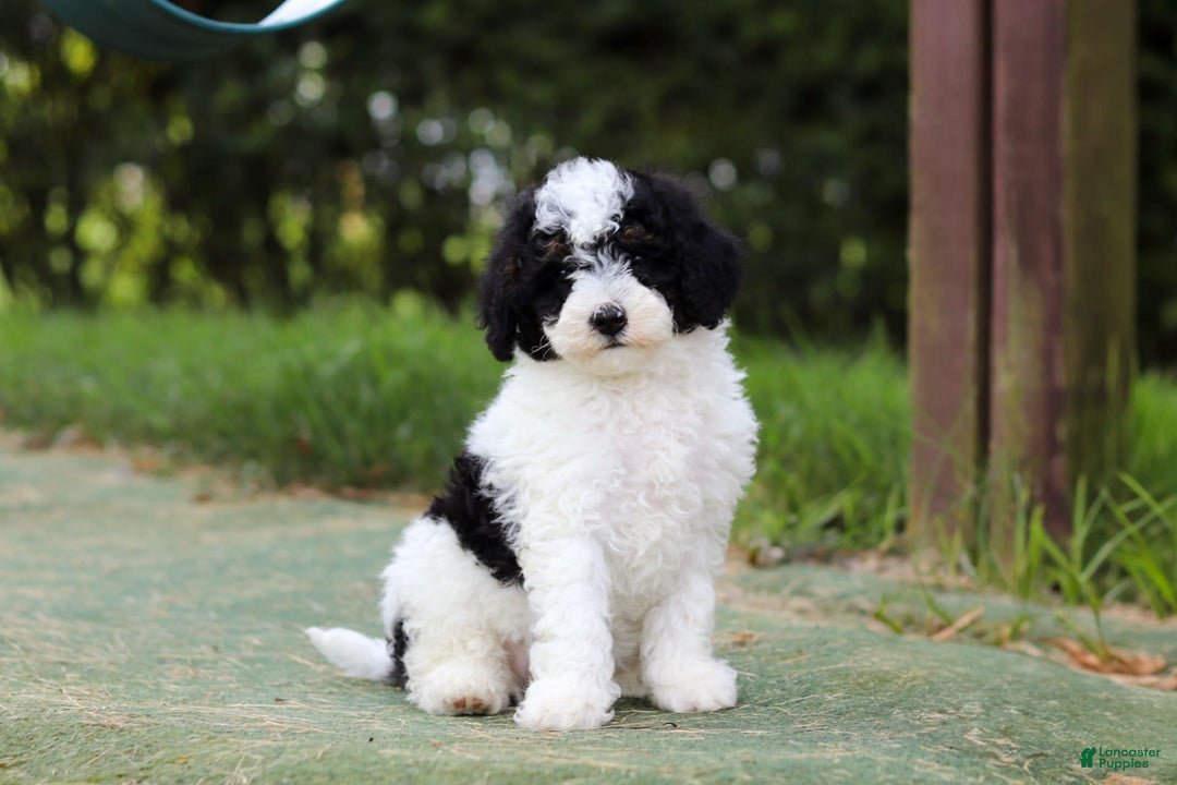 Mini Bernedoodle dogs for sale: Mini Bernedoodle 6 puppies - Image 35
