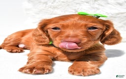 Dachshund dogs for sale: Konrad - Image 3