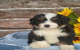 Mini Bernedoodle dogs for sale: Pepsi - Image 6