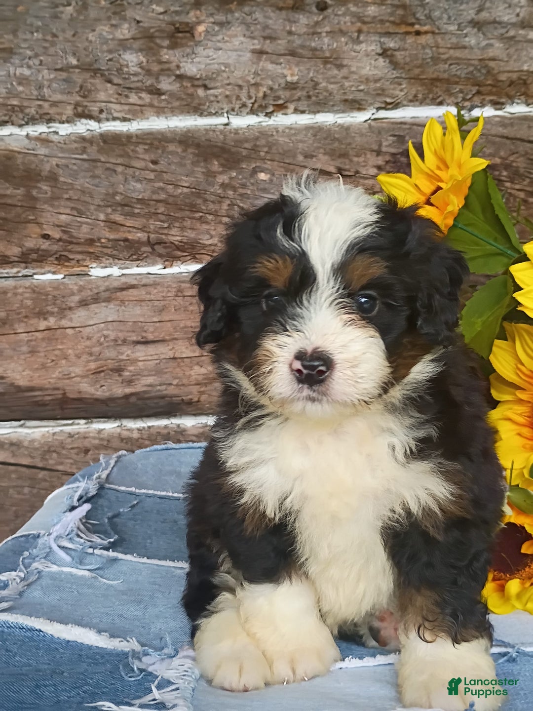 Mini Bernedoodle dogs for sale: Pepsi - Image 6