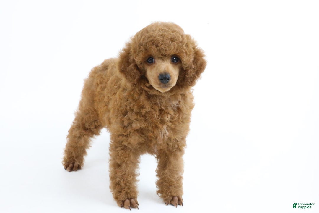Miniature Poodle dogs for sale: Chase - Image 10