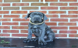 Cane Corso dogs for sale: Daisy - Image 4