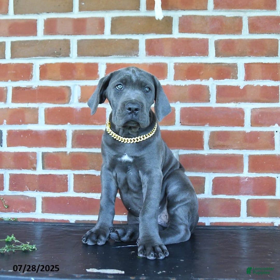 Cane Corso dogs for sale: Daisy - Image 4