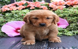 Golden Retriever dogs for sale: Weston - Image 1