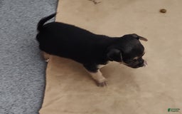 Chihuahua dogs for sale: Puddin - Image 3