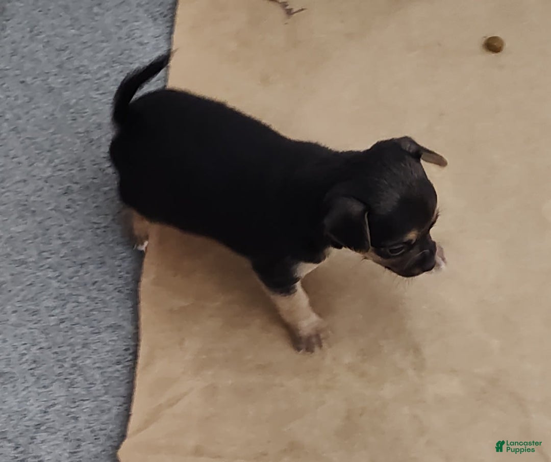 Chihuahua dogs for sale: Puddin - Image 3