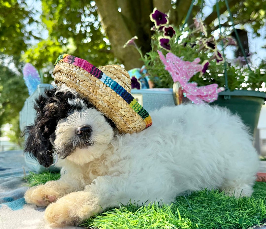 Toy Poodle dogs for sale: Toy Poodle 4 puppies - Image 11