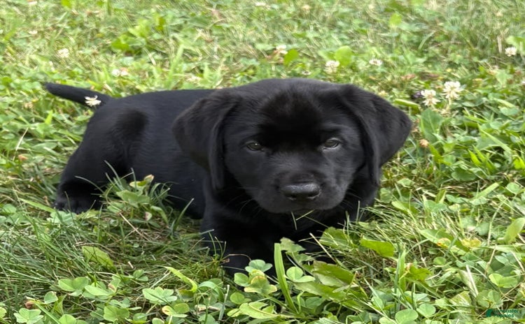 Labrador Retriever dogs for sale - Ad 3
