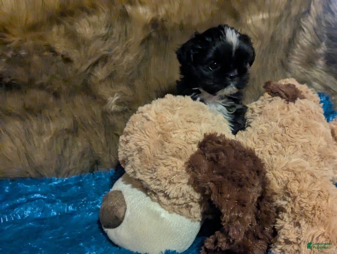 Shih Tzu dogs for sale: Tiny Jetta - Image 5