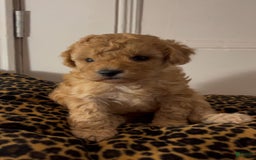 Maltipoo dogs for sale: Maya - Image 1
