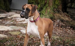 Boxer dogs for sale: Ashley - Image 11