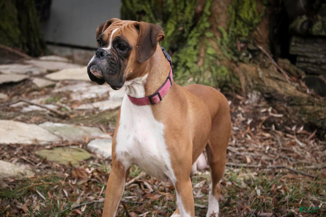 Boxer dogs for sale: Ashley - Image 11
