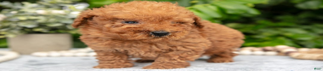Bo