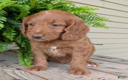 Goldendoodle dogs for sale: Ellie - Image 1