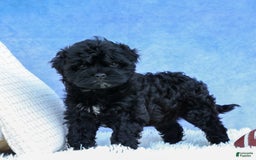 Shihpoo dogs for sale: Kia - Image 7