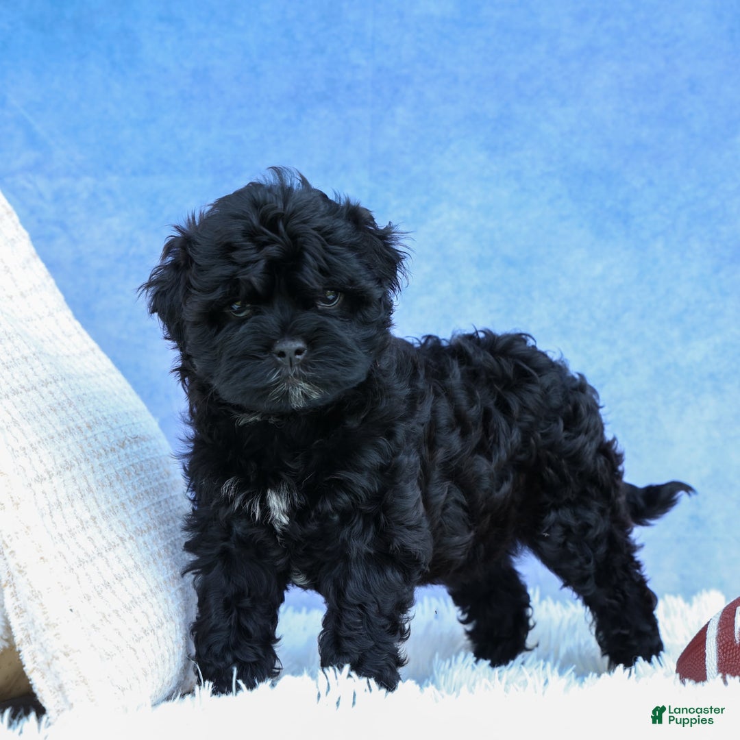 Shihpoo dogs for sale: Kia - Image 7
