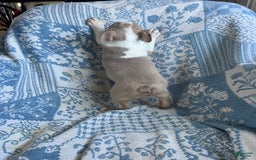 Boston Terrier dogs for sale: Carson - Image 2