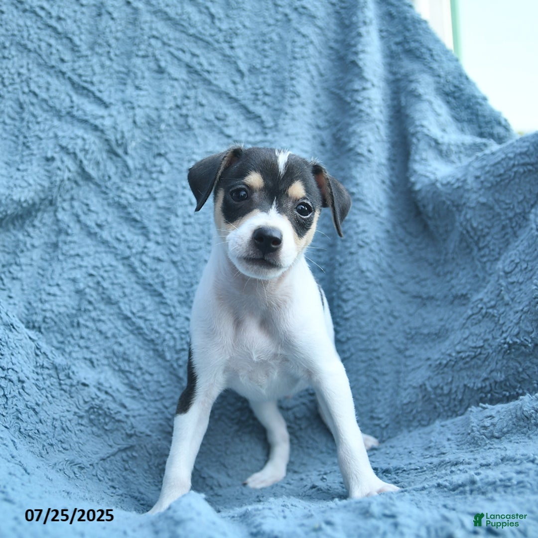 Toy Fox Terrier dogs for sale: Samson - Image 1