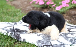 Newfoundland dogs for sale: Pearl - Image 4