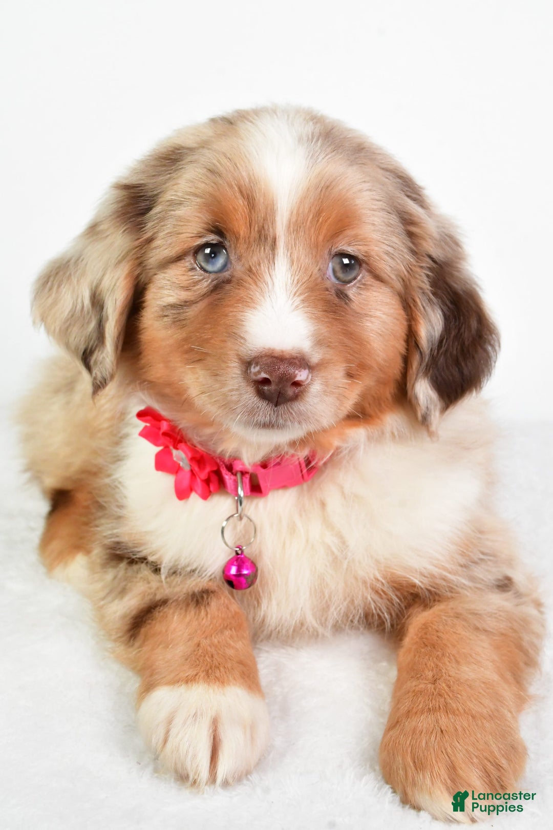 Miniature Australian Shepherd dogs for sale: Twilight - Image 6