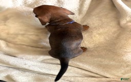 Miniature Dachshund dogs for sale: Blue - Image 3