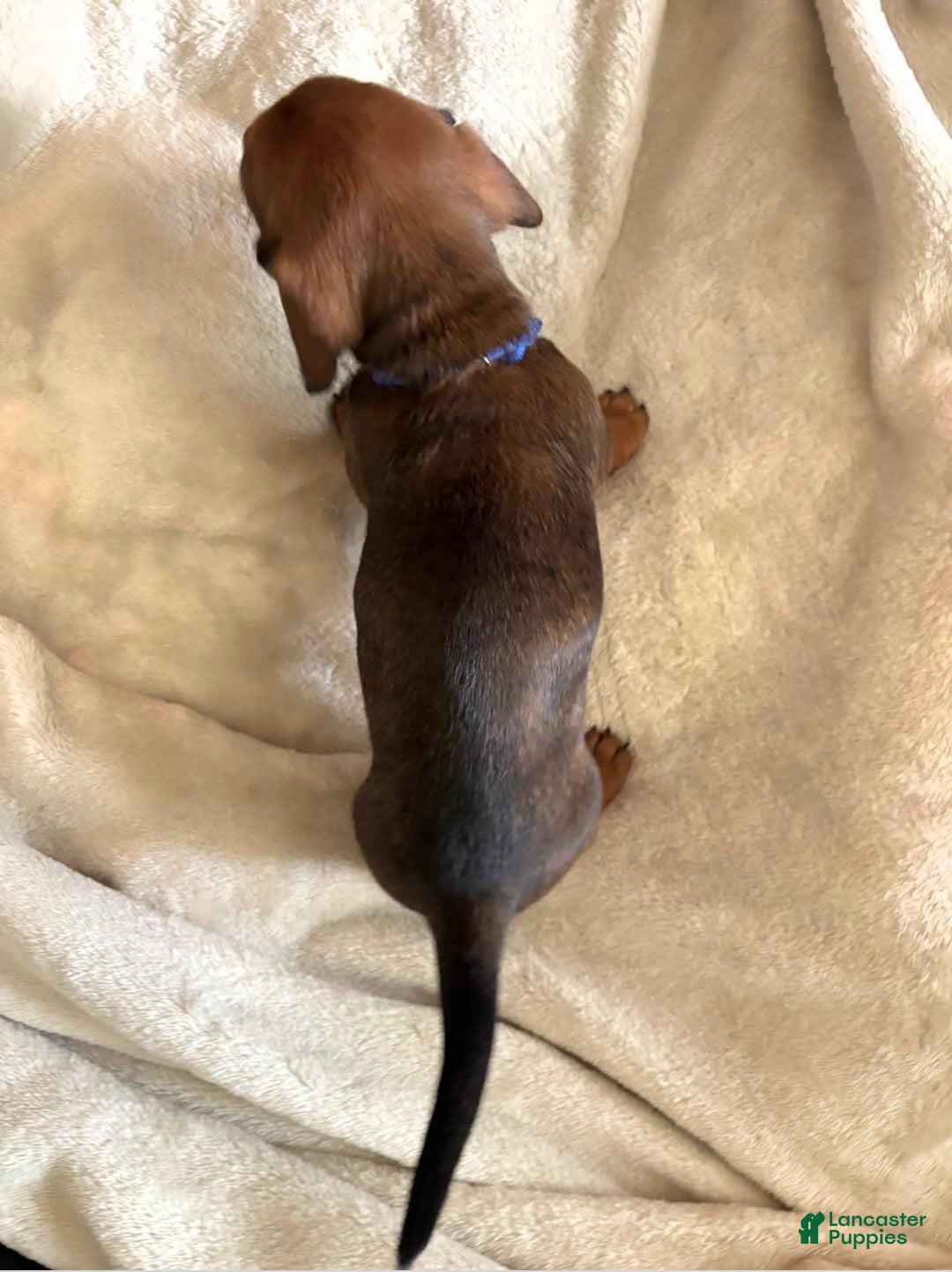 Miniature Dachshund dogs for sale: Blue - Image 3