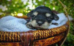 Morkie dogs for sale: Cream Point Ladybug - Image 12