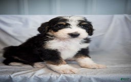 Bernedoodle dogs for sale: Joker - Image 7