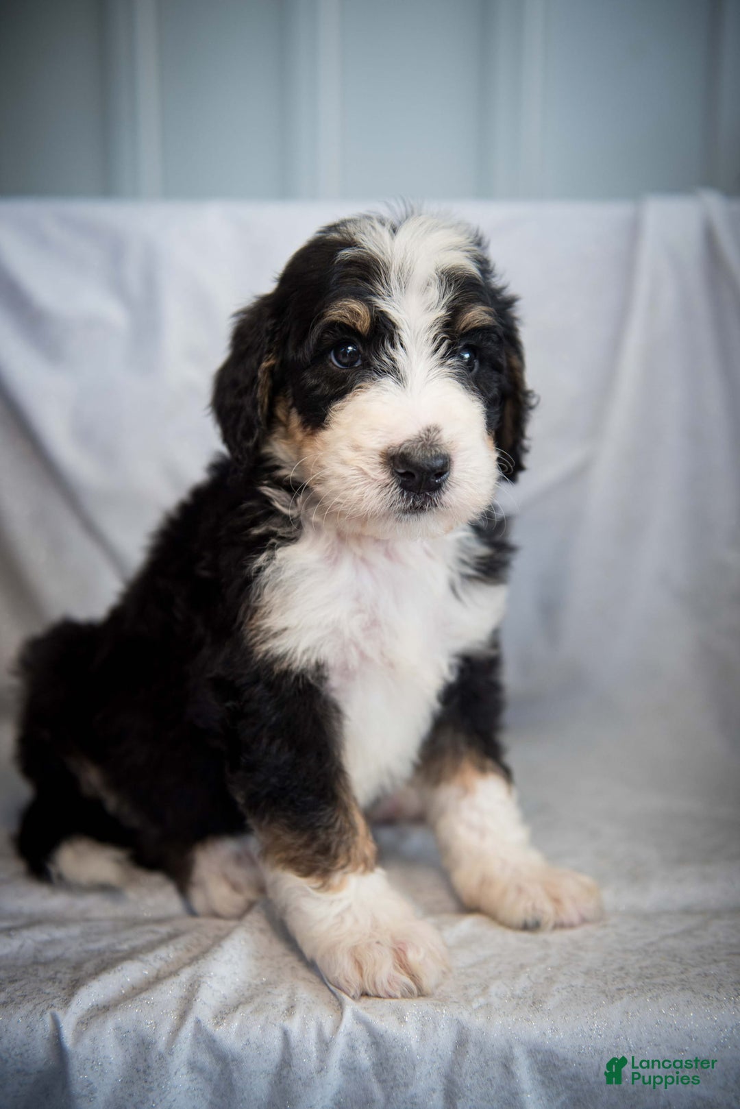 Bernedoodle dogs for sale: Joker - Image 7
