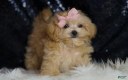 Maltipoo dogs for sale: Maltipoo 4 puppies - Image 4
