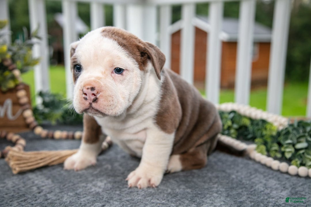 Olde English Bulldogge dogs for sale: Cody - Image 1