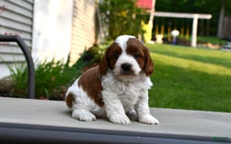 Cavapoo dogs for sale: Callie - Image 5