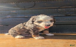 Mini Bernedoodle dogs for sale: Rambo - Image 1