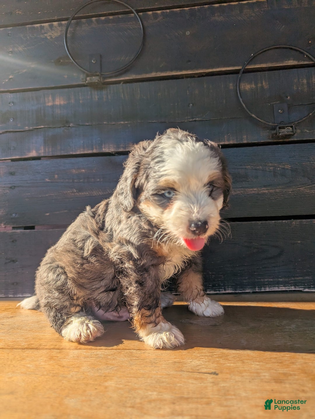 Mini Bernedoodle dogs for sale: Rambo - Image 1