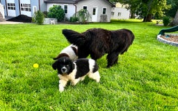 Newfoundland dogs for sale: Bonnie❤️akc❤️ - Image 6