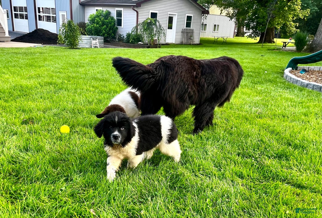 Newfoundland dogs for sale: Bonnie❤️akc❤️ - Image 6