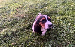 Basset Hound dogs for sale: Roxy - Image 2