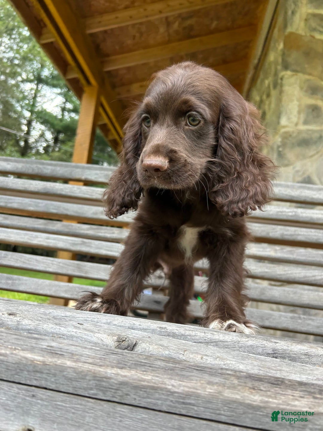 Cocker Spaniel dogs for sale: Cocker Spaniel 4 puppies - Image 33