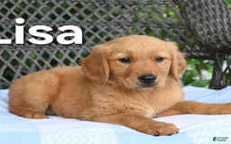 Golden Retriever dogs for sale: Lisa - Image 2