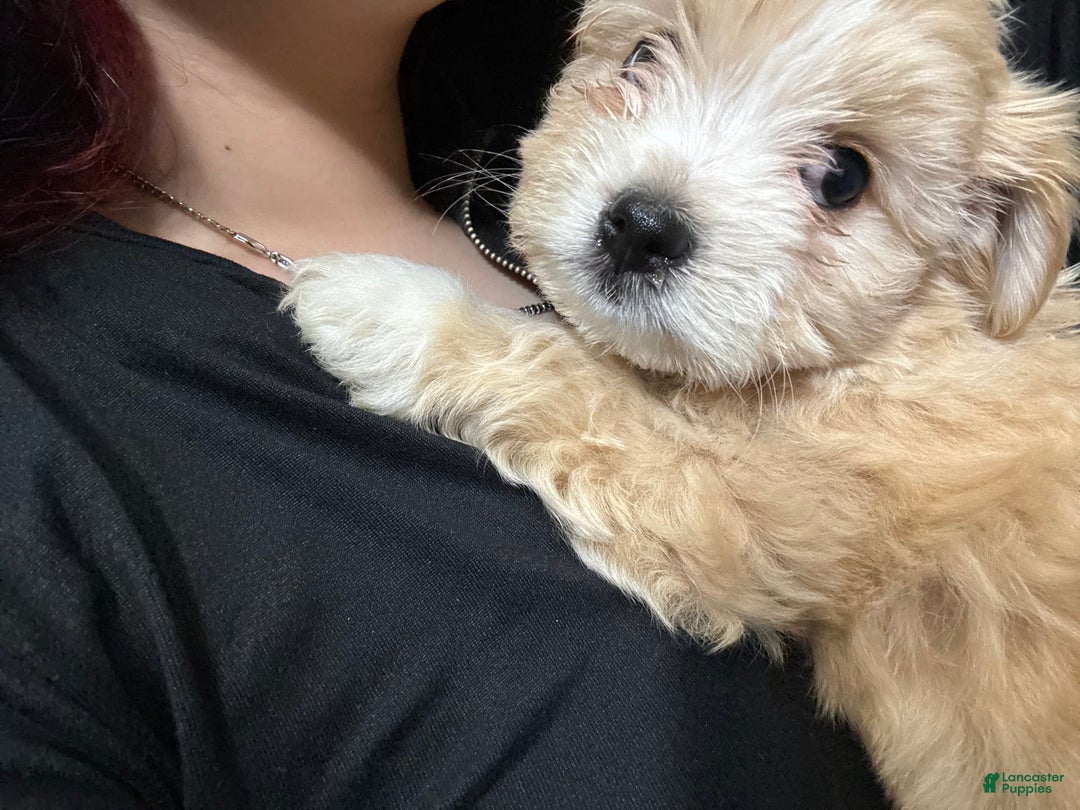 Teddy Bear dogs for sale: Prince - Image 1