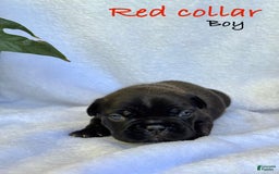 French Bulldog dogs for sale: Baxter - Image 1