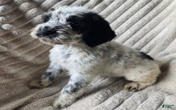 Dalmatian dogs for sale: Echo - Image 5