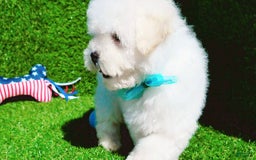 Maltipoo dogs for sale: Tiger - Image 14