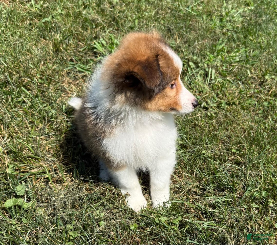 Shetland Sheepdog dogs for sale: Chiller - Image 3