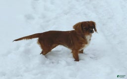 Cavapoo dogs for sale: Theo - Image 11